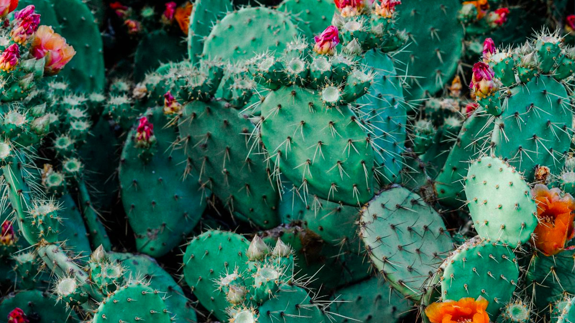 Copyright is not a Cactus Patch of cacti