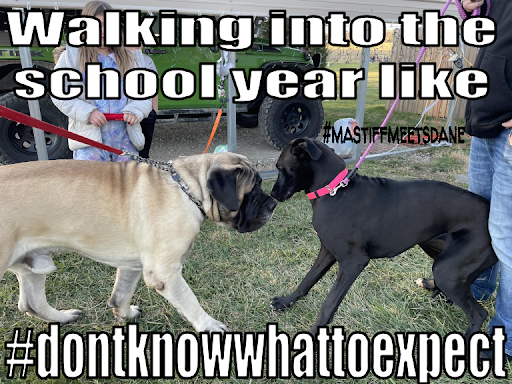 Walking Into School Year - Dogs Walking into the school year like #dontknowwhattoexpect