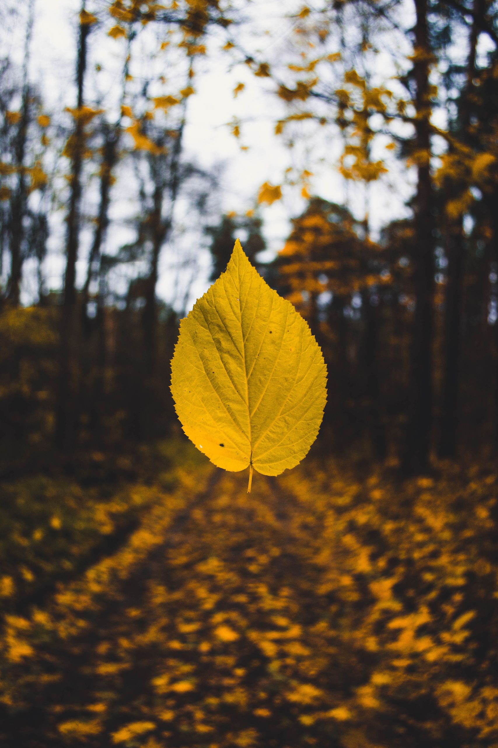 Fun Fall Books for kids focus on a leave outside in the woods