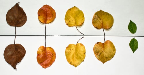 Number Talks picture of different colored and sized leaves